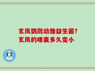 玄凤鹦鹉幼雏益生菌？玄凤的嗉囊多久变小