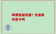 喝香橙益生菌？仓鼠能吃橙子吗