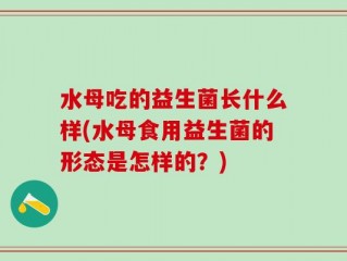 水母吃的益生菌长什么样(水母食用益生菌的形态是怎样的？)