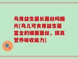 鸟用益生菌长菌丝吗图片(鸟儿可食用益生菌富含的细菌菌丝，提高营养吸收能力)