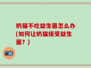 奶猫不吃益生菌怎么办(如何让奶猫接受益生菌？)