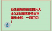 益生菌肠道菌落图片大全(益生菌肠道微生物图示全解，一网打尽！)