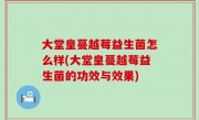 大堂皇蔓越莓益生菌怎么样(大堂皇蔓越莓益生菌的功效与效果)