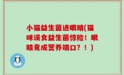 小猫益生菌进眼睛(猫咪误食益生菌惊险！眼睛竟成营养端口？！)