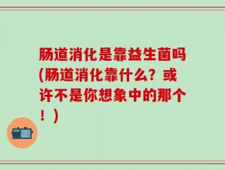 肠道消化是靠益生菌吗(肠道消化靠什么？或许不是你想象中的那个！)