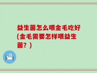 益生菌怎么喂金毛吃好(金毛需要怎样喂益生菌？)