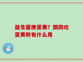 益生菌掺蛋黄？鹦鹉吃蛋黄粉有什么用