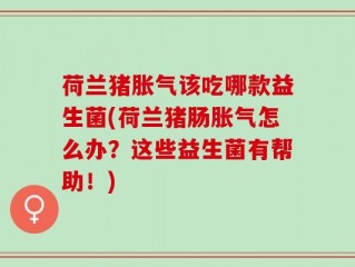 荷兰猪胀气该吃哪款益生菌(荷兰猪肠胀气怎么办？这些益生菌有帮助！)