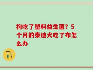 狗吃了塑料益生菌？5个月的泰迪犬吃了布怎么办