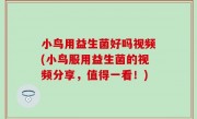 小鸟用益生菌好吗视频(小鸟服用益生菌的视频分享，值得一看！)
