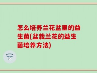 怎么培养兰花盆里的益生菌(盆栽兰花的益生菌培养方法)