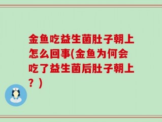 金鱼吃益生菌肚子朝上怎么回事(金鱼为何会吃了益生菌后肚子朝上？)