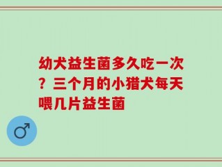 幼犬益生菌多久吃一次？三个月的小猎犬每天喂几片益生菌