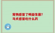宠物感冒了喝益生菌？马犬感冒吃什么药
