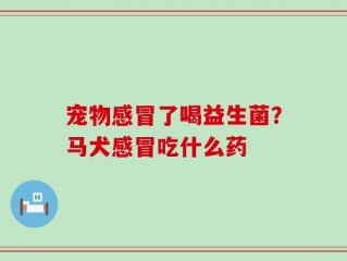 宠物感冒了喝益生菌？马犬感冒吃什么药