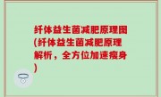 纤体益生菌减肥原理图(纤体益生菌减肥原理解析，全方位加速瘦身)