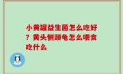 小黄罐益生菌怎么吃好？黄头侧颈龟怎么喂食吃什么