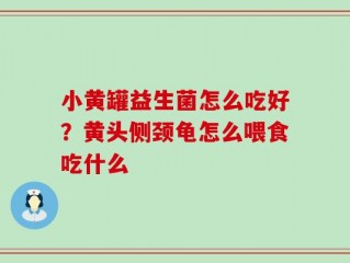 小黄罐益生菌怎么吃好？黄头侧颈龟怎么喂食吃什么