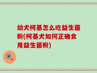 幼犬柯基怎么吃益生菌粉(柯基犬如何正确食用益生菌粉)