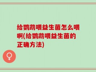给鹦鹉喂益生菌怎么喂啊(给鹦鹉喂益生菌的正确方法)