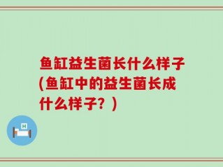 鱼缸益生菌长什么样子(鱼缸中的益生菌长成什么样子？)