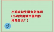 小鸡吃益生菌会怎样啊(小鸡食用益生菌的作用是什么？)