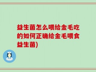 益生菌怎么喂给金毛吃的如何正确给金毛喂食益生菌)