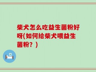 柴犬怎么吃益生菌粉好呀(如何给柴犬喂益生菌粉？)