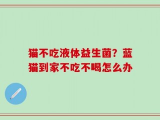 猫不吃液体益生菌？蓝猫到家不吃不喝怎么办