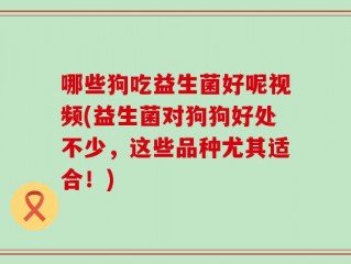 哪些狗吃益生菌好呢视频(益生菌对狗狗好处不少，这些品种尤其适合！)
