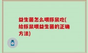 益生菌怎么喂豚鼠吃(给豚鼠喂益生菌的正确方法)