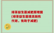 绿茶益生菌减肥原理图(绿茶益生菌提高新陈代谢，有助于减肥)