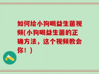 如何给小狗喝益生菌视频(小狗喝益生菌的正确方法，这个视频教会你！)