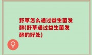 野草怎么通过益生菌发酵(野草通过益生菌发酵的好处)
