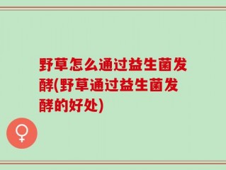 野草怎么通过益生菌发酵(野草通过益生菌发酵的好处)