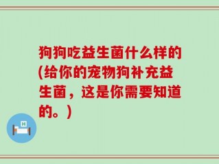 狗狗吃益生菌什么样的(给你的宠物狗补充益生菌，这是你需要知道的。)