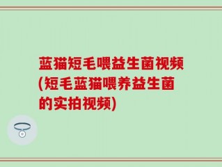 蓝猫短毛喂益生菌视频(短毛蓝猫喂养益生菌的实拍视频)
