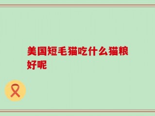美国短毛猫吃什么猫粮好呢