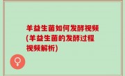 羊益生菌如何发酵视频(羊益生菌的发酵过程视频解析)