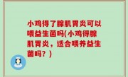 小鸡得了腺肌胃炎可以喂益生菌吗(小鸡得腺肌胃炎，适合喂养益生菌吗？)