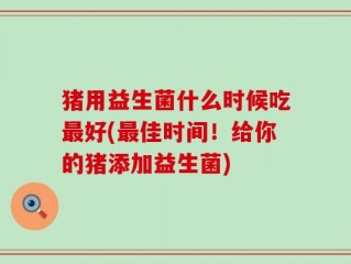 猪用益生菌什么时候吃最好(最佳时间！给你的猪添加益生菌)