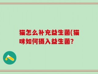 猫怎么补充益生菌(猫咪如何摄入益生菌？