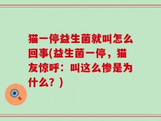 猫一停益生菌就叫怎么回事(益生菌一停，猫友惊呼：叫这么惨是为什么？)