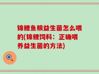 锦鲤鱼粮益生菌怎么喂的(锦鲤饲料：正确喂养益生菌的方法)