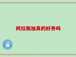阿拉斯加真的好养吗