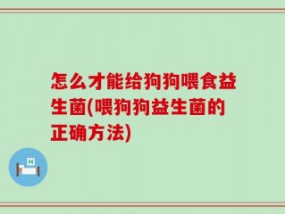 怎么才能给狗狗喂食益生菌(喂狗狗益生菌的正确方法)