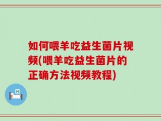 如何喂羊吃益生菌片视频(喂羊吃益生菌片的正确方法视频教程)