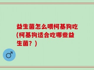 益生菌怎么喂柯基狗吃(柯基狗适合吃哪些益生菌？)