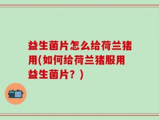 益生菌片怎么给荷兰猪用(如何给荷兰猪服用益生菌片？)