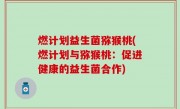 燃计划益生菌猕猴桃(燃计划与猕猴桃：促进健康的益生菌合作)